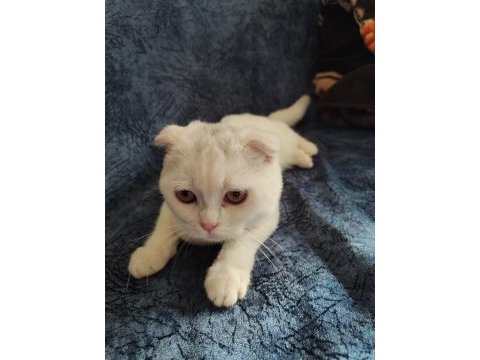 Scottish fold beyaz 3 aylık