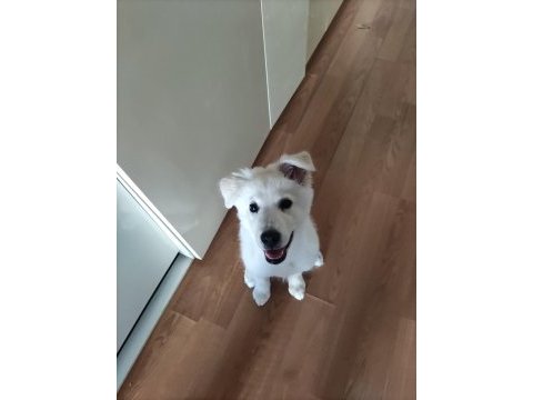 Samoyed kırması