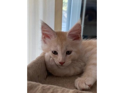 Dünyanın en güzel maine coon yavruları burada!