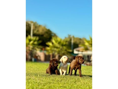 Eğitimli labrador retriever yavruları istanbul 