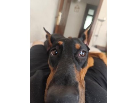 1 yaşında dişi doberman