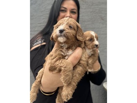 Safkan maltipoo yavrularım
