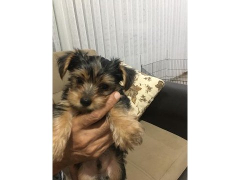 Minicik kızımın yorkshire terrier kızları