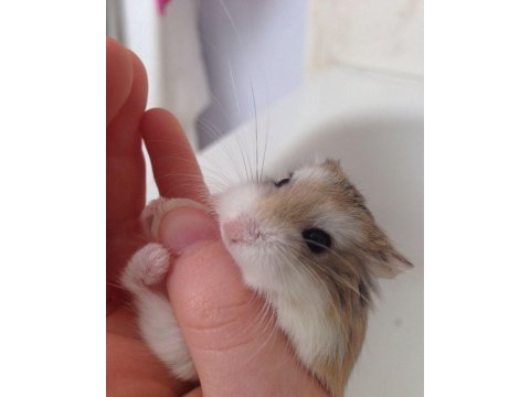 Hamster-gonzales yavrularımız heryere gönderim