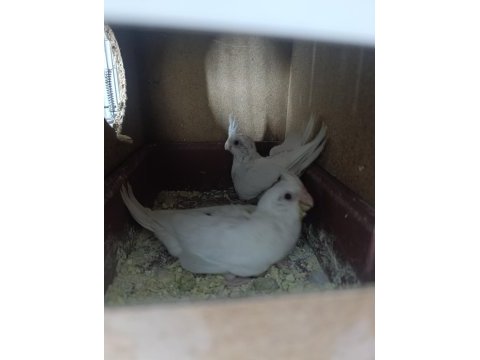 Yavrulu albino kırmızı göz sultan papağanı