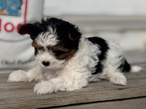Ankarada yasal ruhsatlı çiftlikden morkie yavrumuz