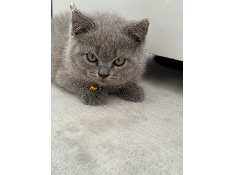 Scottish fold & british fold yeni yavrular