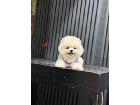 Show kalite pomeranian boo köpekler