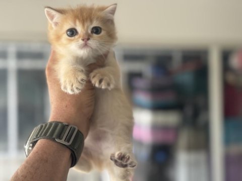 Ankaranın en elit golden british shorthair yavrusu