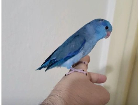 Yeni yeme düşen forpus papağanları