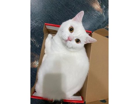 Ücretsiz sahiplendirme british shorthair kedimiz