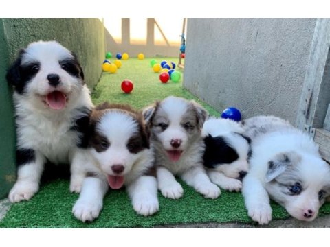 Border collie yavruları