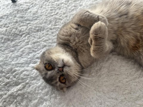 Bu tatlı scottish fold kızımıza sevgi dolu bir yuva arıyoruz