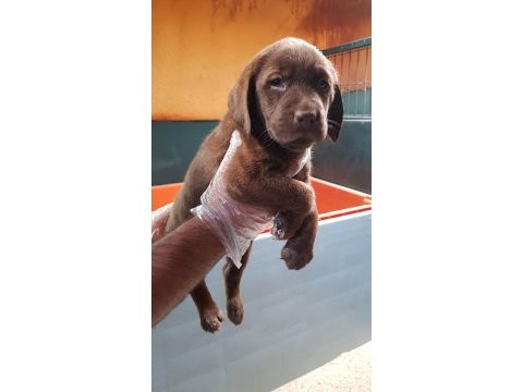 Üreticiden a plus kalite labrador yavrular