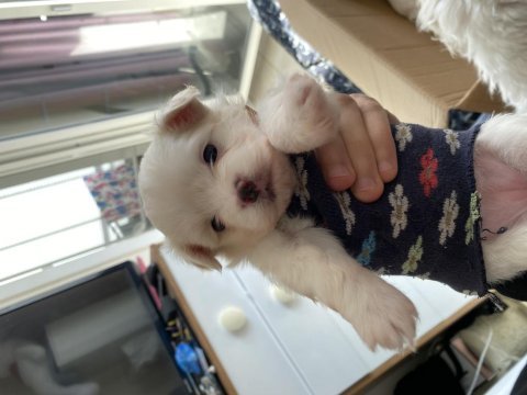 Malta teriyer mini boy