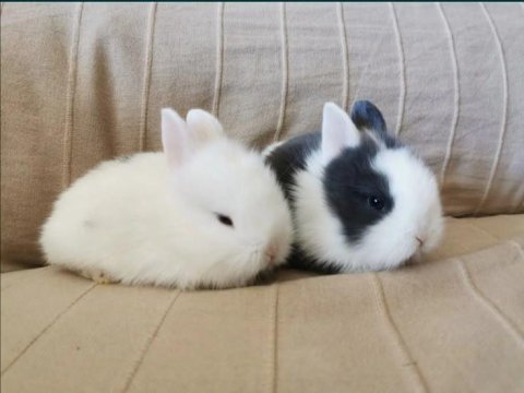 Renkli lop ve cüce tavşan yavrusu