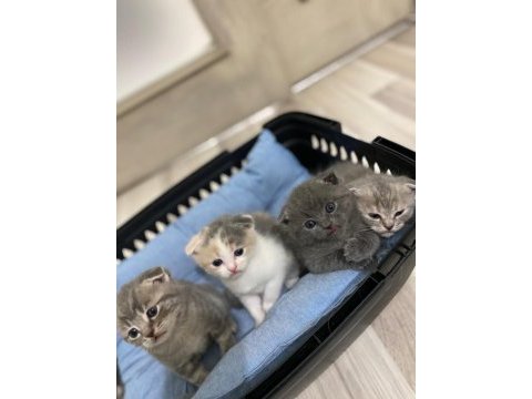 Orjinal british shorthair yavruları