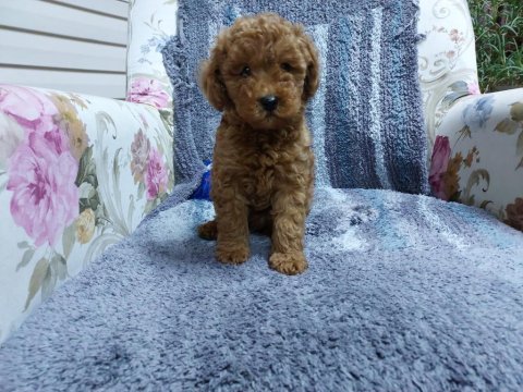 Red brown orijinal dişi poodle yavrumuz