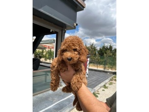 4 aylık poodle yavrumuza yuva arıyoruz
