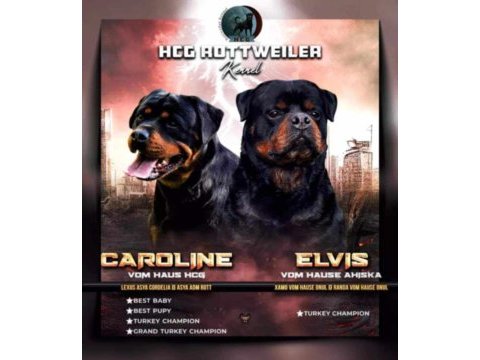 A şecere büyük türkiye grand şampiyonu rottweiler yavruları