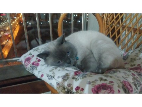 2 yaşında british shorthair blue point kısır