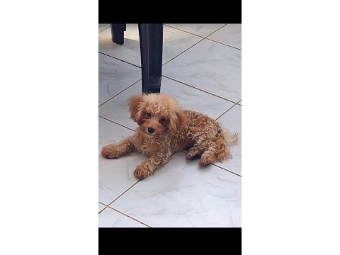 Teacup erkek 19cm 5 aylık poodle