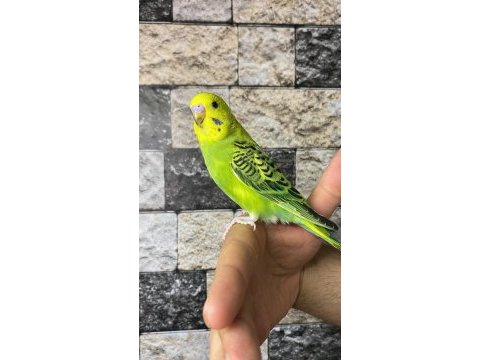 Yavru muhabbet kuşu alıştırma konuşturmak için acele edin
