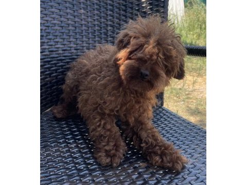 Erkek yetişkin poodle