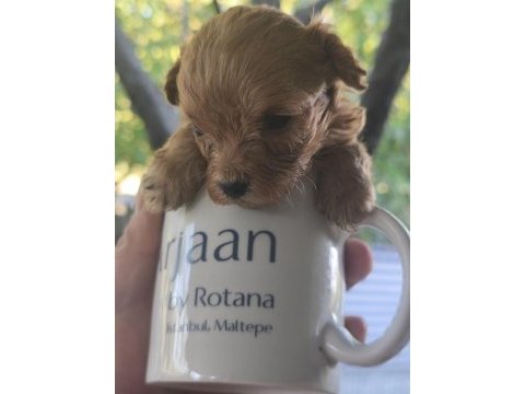 Türkiyenin en minik maltipoo bebekleri