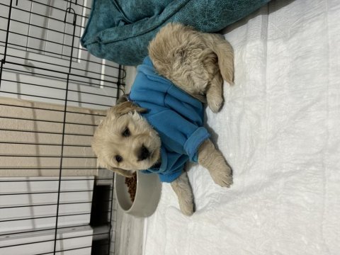 Golden retriever lütfen ciddi olanlar iletişime geçsin