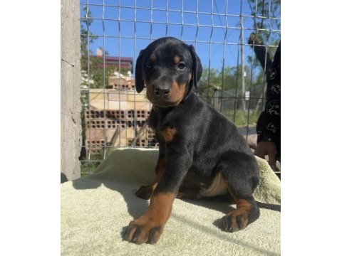 King doberman köpekler