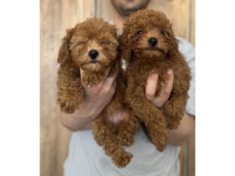 Poodle yavrularımıza yuva arıyoruz
