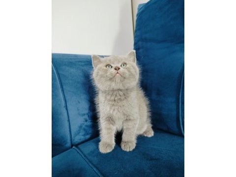 British shorthair yavrumuz