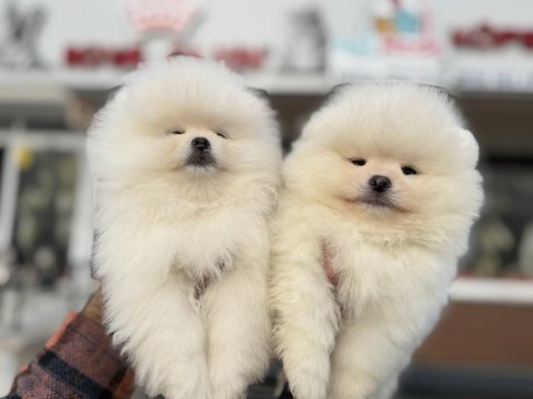 Petmode köpek çiftliğinde ziyarete açık  pomeranian