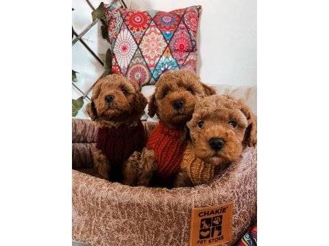Kıvır kıvır orjinal poodle minişlerim