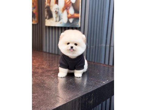 Sağlık ve ırk garantili pomeranian