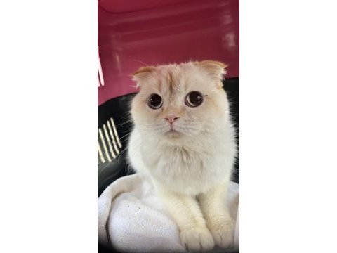 6 aylık dişi scottish fold
