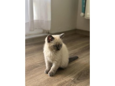 British shorthair blue point yavrularımız yuva arıyor