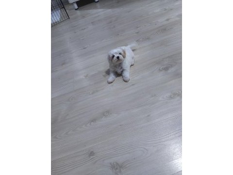 2 aylık 850 gram erkek beyaz maltipoo yavrumuz bear face