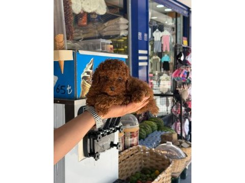 Kore teacup poodle