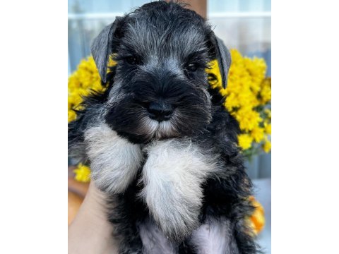 Fcı şecereli miniatute schnauzer yavru köpekler