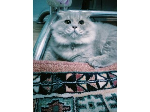 Scottish fold 7 aylık