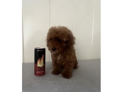 15 haziran doğumlu minik erkek ve dişi poodle