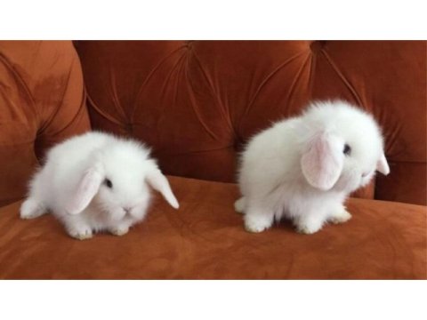 Hollanda lop tavşanlarımız sağlık ve ırk garantilidir