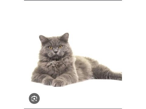 British longhair erkek yakışıklı oğlumuz