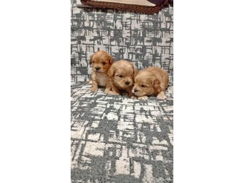 Rezerve açık kg cm garantili maltipoo yavrular