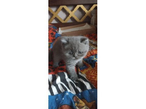 2 aylık 4 tane yavru kedimiz sahiplendirilecektir
