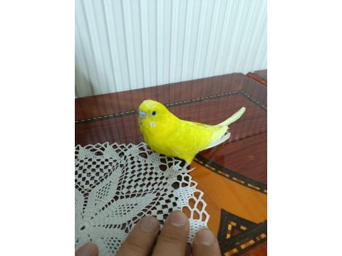 Yetişkin ve yavru eğitime açık muhabbet kuşları