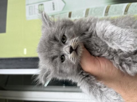 2-3 aylık yavru kediler british longhair ve shorthair