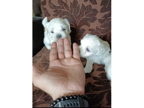 Mini maltese terrier yavruları